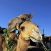 camel_embaba_cai_v_0077_egy0340.jpg